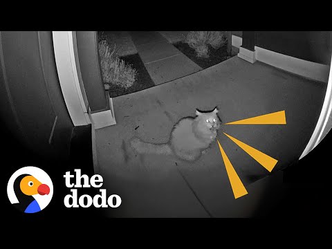 Neighbor's Cat Visits This Woman's House At 5am Every Single Day! | The Dodo