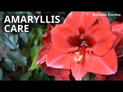 How To Care For Amaryllis | Watering, Light, Position and Tips | Balconia Garden