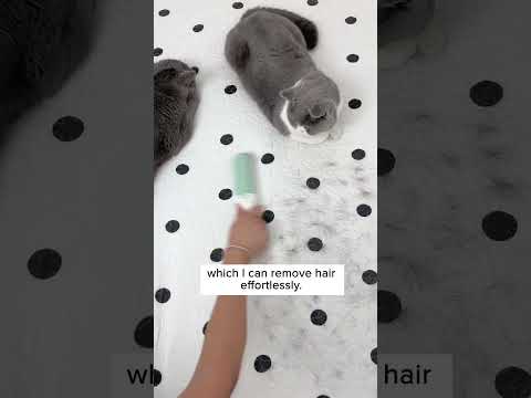 Cats Hair Everywhere? Watch This! 🙀