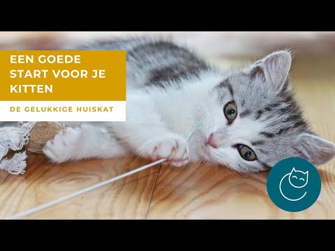 ZO GEEF JE JE KITTEN EEN GOEDE START - De gelukkige huiskat- kattengedrag