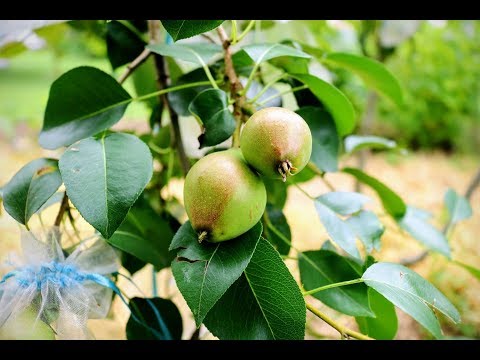 Common Problems with Growing Pear Trees