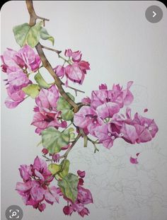 67 Vẽ Hoa Giấy Ý Tưởng | Hoa Giấy, Hoa, Bougainvillea