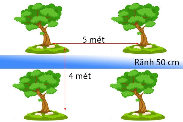 Kĩ Thuật Trồng Bưởi Da Xanh Ruột Đỏ - Học Viện Nông Nghiệp