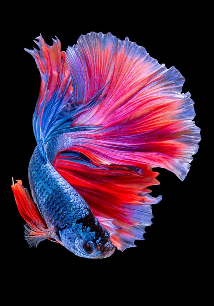 Top +50 Hình Ảnh Cá Chọi Full HD 4K Đẹp Nhất Mọi Thời Đại Top +50 Hình Ảnh Cá Chọi Full Hd 4K Đẹp Nhất Mọi Thời Đại