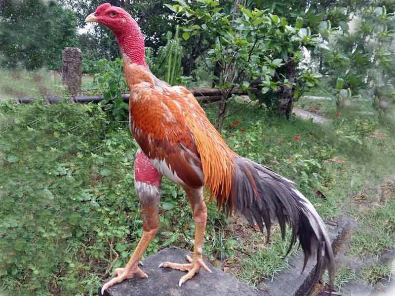 Kinh nghiệm xem tướng gà chọi nhận biết chính xác gà hay dở Kinh Nghiệm Xem Tướng Gà Chọi Nhận Biết Chính Xác Gà Hay Dở