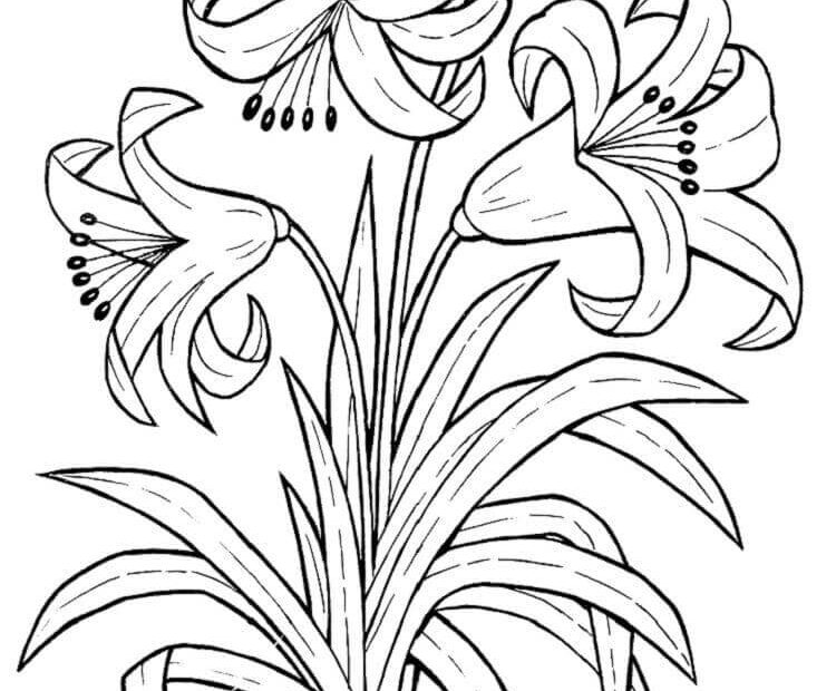 Tô Màu 3 Bông Hoa Ly - Trang Tô Màu Cho Bé